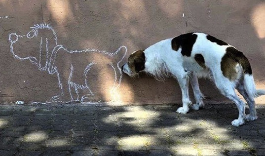 dog on the wall.jpg