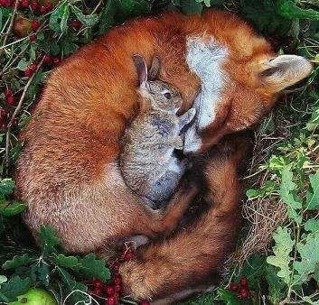 fox and bunny.jpg