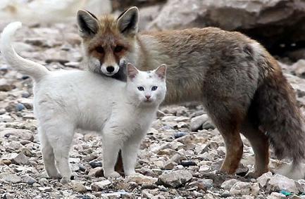 fox and kitty