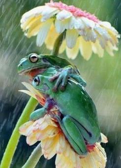 frogs under flower umbrella.jpg