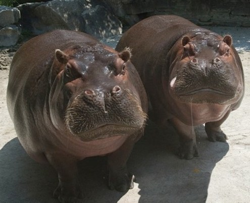 hippos