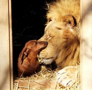 lion and dacshund