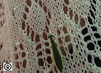 little grasshopper1.jpg