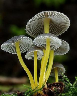 mushroom yellow and white