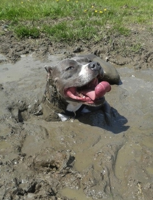 pitbull in a pit