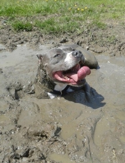 pitbull in a pit