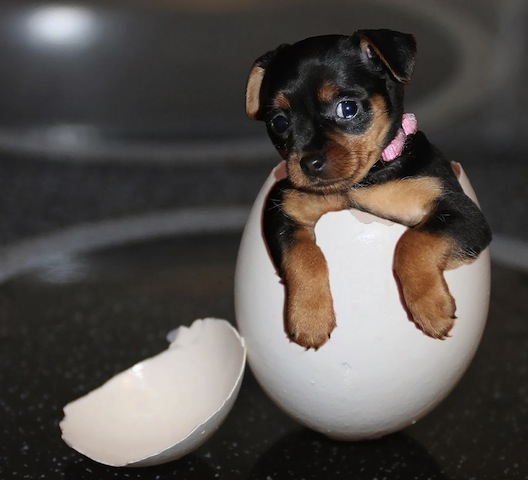 puppy in an egg.jpg