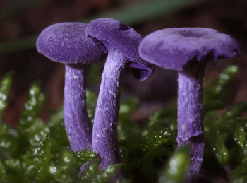 purple mushroom.png