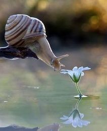 snail smelling flower