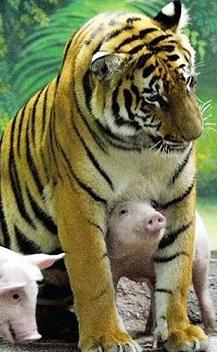 tiger and piggies
