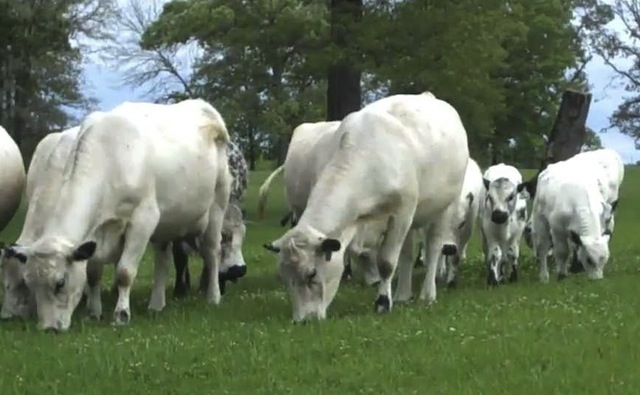 white cows