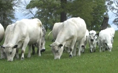 white cows