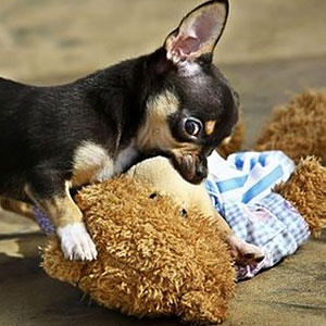 chihuahua-chewing