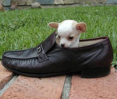 chihuahua in a shoe.jpg