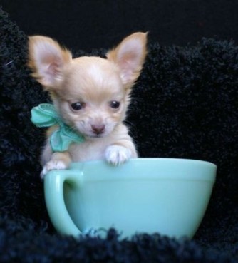 chihuahua inn a cup