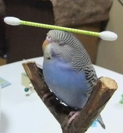 cute bird balancing act