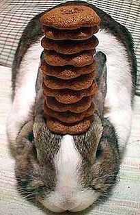 cute bunny balancing act