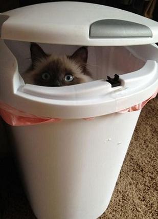cute cat in bin