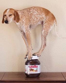 cute dog balancing act