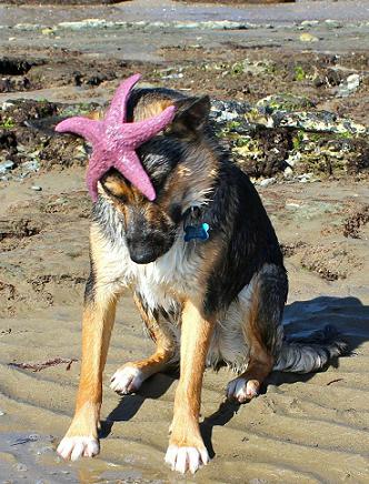 cute dog with startfish