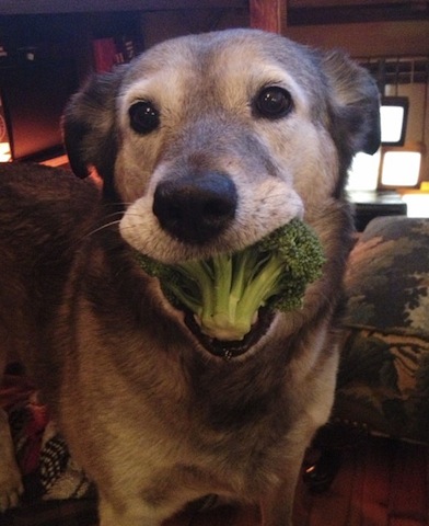 cute dog_broccoli.jpg