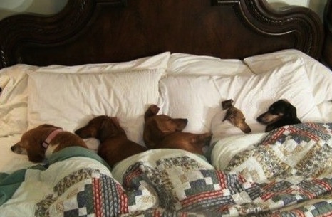 cute doggies sleeping