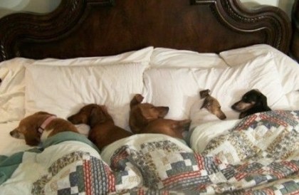cute doggies sleeping