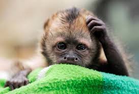cute monkey