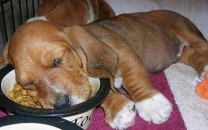 cute pup sleeping in bowl4