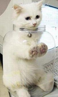 funny cat in a bottle