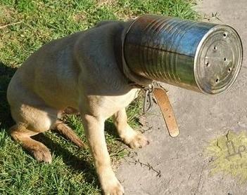 funny dog stuck in a can