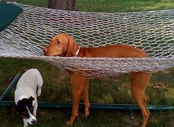 funny dog stuck in net.jpg