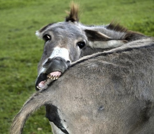 funny donkkey