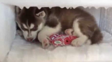 husky in the freezer.jpg