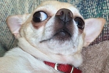 just woke up dog face