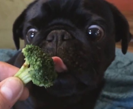 pug eating broccoli