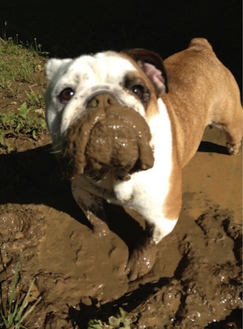 sad muddy dog.jpg