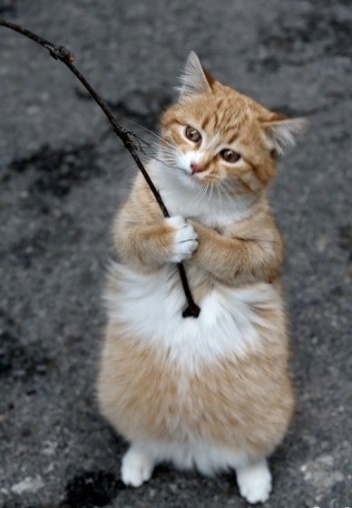 cat fishing.jpg