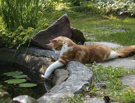cat playing with fish.jpg