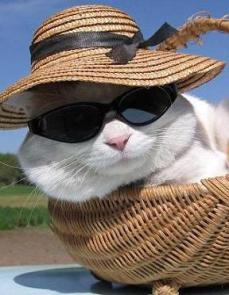 cool cat in sunglasses