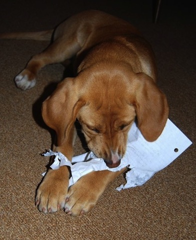 cute dog chewing paper
