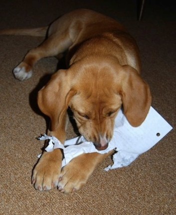cute dog chewing paper