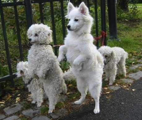 dogs walking.jpg