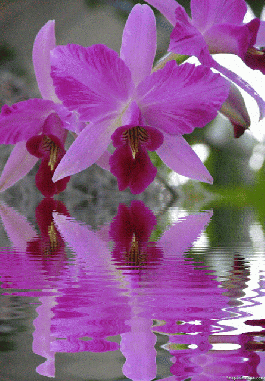 orchid-flower-animated-gif-5