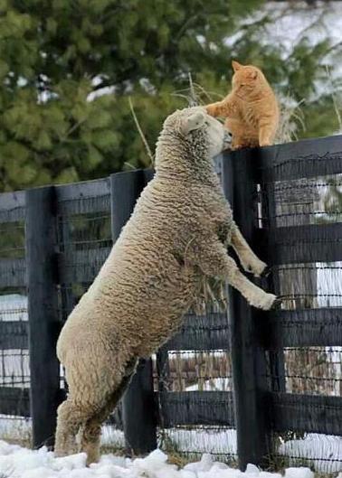 sheep and cat