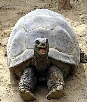 smiling tortoise
