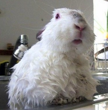 wet bunny