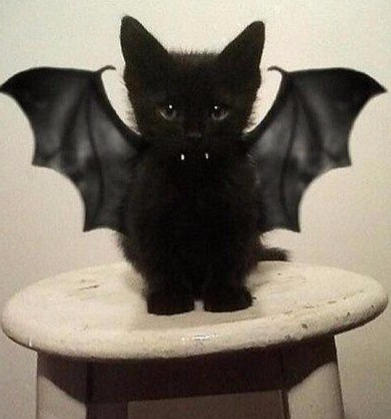 cat in bat costume