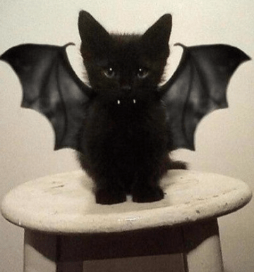 cat in bat costume