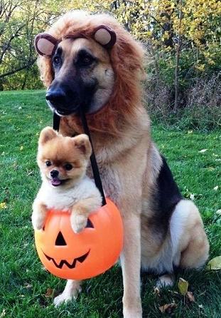 Cute-Halloween-dogs